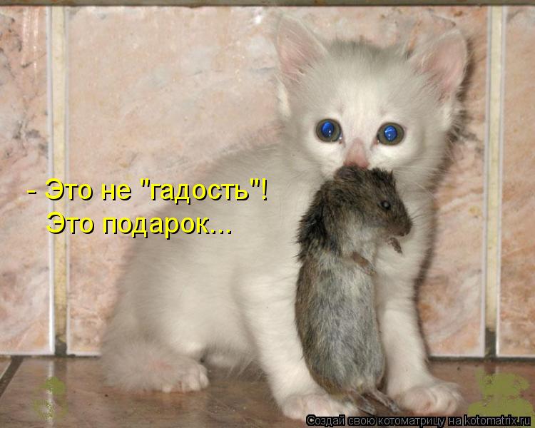 Котоматрица: - Это не "гадость"! Это подарок...