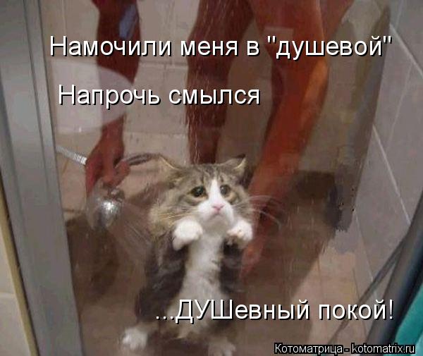 Намочили меня в "душевой" Напрочь смылся ...ДУШевный покой!... Котоматрица: Намочили меня в "душевой" Напрочь смылся ...ДУШевный покой!