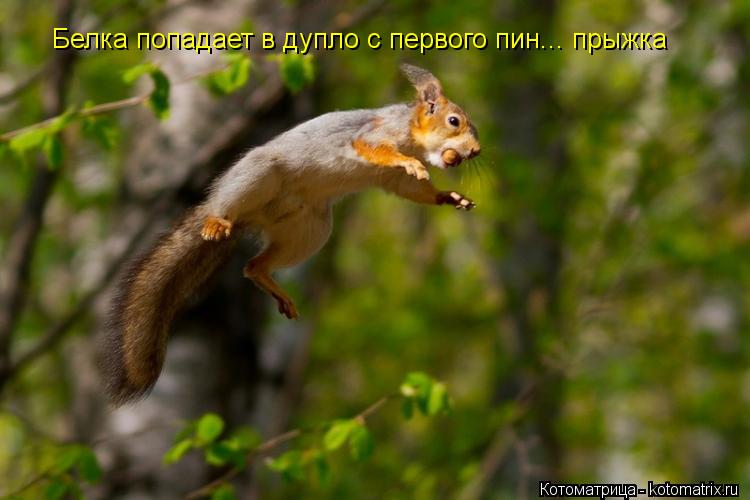 Белка попадает в дупло с первого пин... прыжка... Котоматрица: Белка попадает в дупло с первого пин... прыжка
