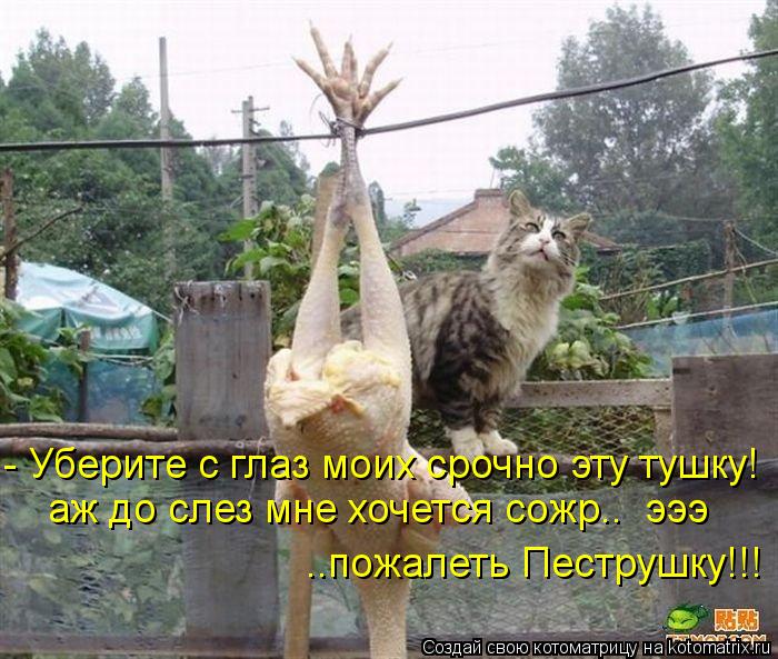 Котоматрица: - Уберите с глаз моих срочно эту тушку! аж до слез мне хочется сожр..  эээ ..пожалеть Пеструшку!!!