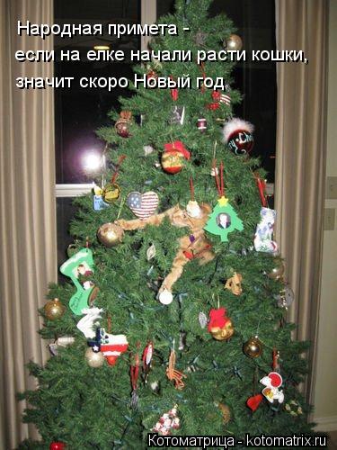 если на елке начали расти кошки, значит скоро Новый год Народная примета -... Котоматрица: если на елке начали расти кошки, значит скоро Новый год Народная примета -