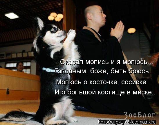 Сказал молись и я молюсь... Голодным, боже, быть боюсь... Молюсь о косточке, сосиске... И о большой к... Котоматрица: Сказал молись и я молюсь... Голодным, боже, быть боюсь... Молюсь о косточке, сосиске... И о большой костище в миске.. Молюсь о и сос