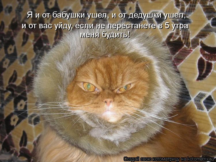 Я и от бабушки ушел, и от дедушки ушел, и от вас уйду, если не перестанете в 5 утра меня будить!... Котоматрица: Я и от бабушки ушел, и от дедушки ушел, и от вас уйду, если не перестанете в 5 утра меня будить!
