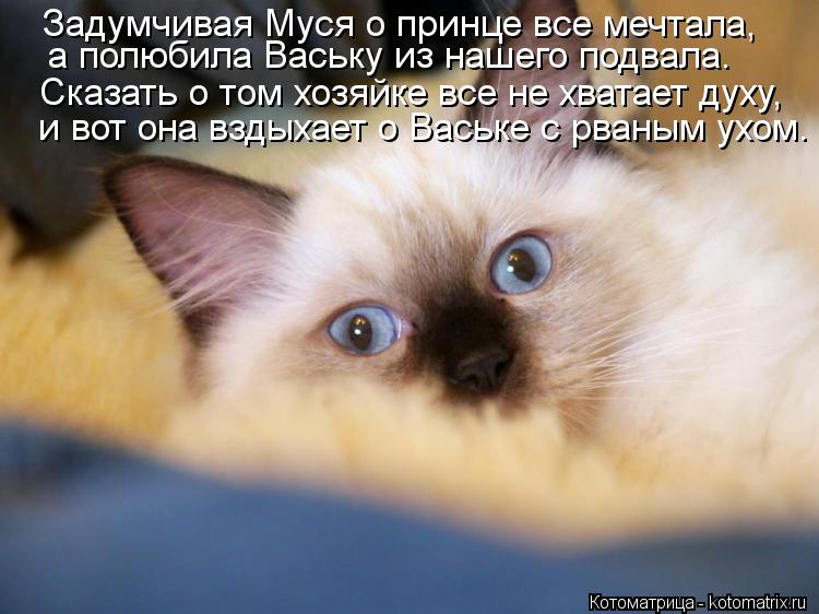 Котоматрица: а полюбила Ваську из нашего подвала. Сказать о том хозяйке все не хватает духу, Задумчивая Муся о принце все мечтала,  и вот она вздыхает о Ва