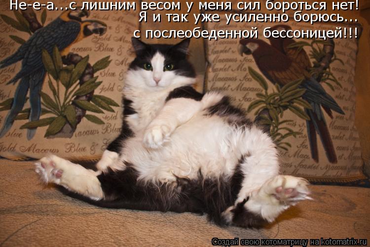 Котоматрица: с послеобеденной бессоницей!!! Не-е-а...с лишним весом у меня сил бороться нет! Я и так уже усиленно борюсь...