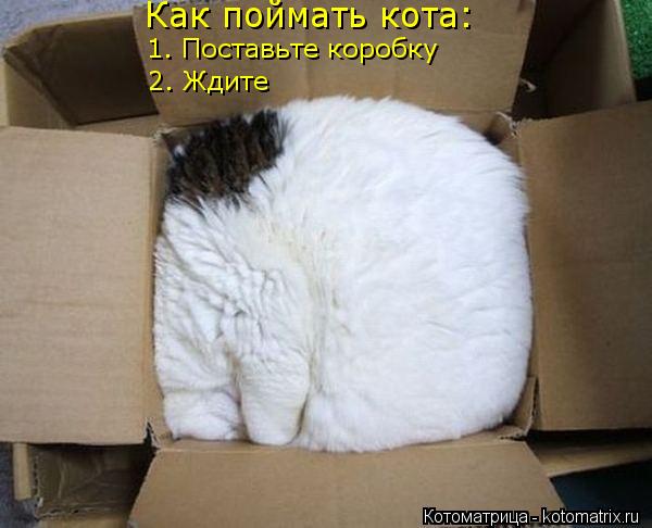 Котоматрица: Как поймать кота: 1. Поставьте коробку 2. Ждите