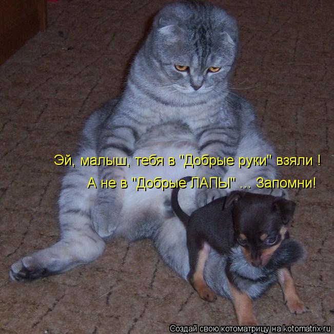 Котоматрица: Эй, малыш, тебя в "Добрые руки" взяли ! А не в "Добрые ЛАПЫ" ... Запомни!