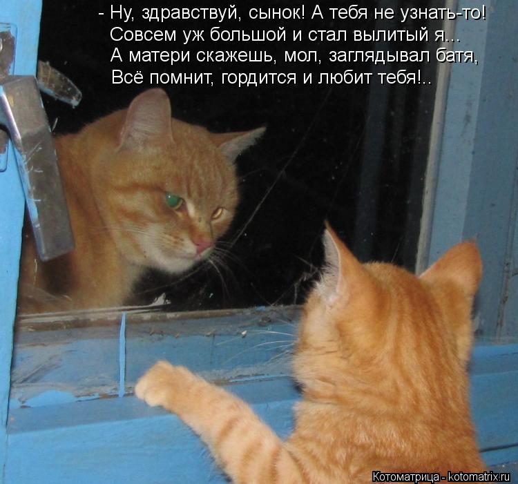 Котоматрица: - Ну, здравствуй, сынок! А тебя не узнать-то! Совсем уж большой и стал вылитый я...  А матери скажешь, мол, заглядывал батя, Всё помнит, гордится 