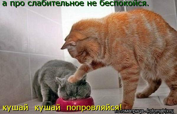 Котоматрица: кушай  кушай  попровляйся! а про слабительное не беспокойся.