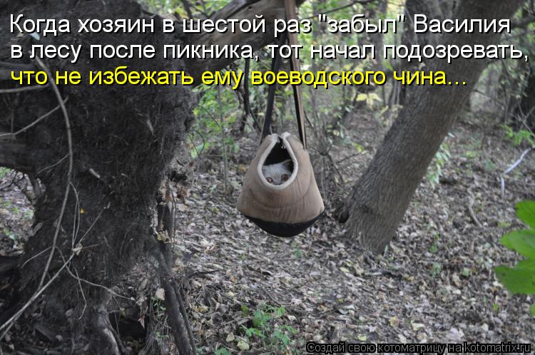 Котоматрица: Когда хозяин в шестой раз "забыл" Василия в лесу после пикника, тот начал подозревать, что не избежать ему воеводского чина...