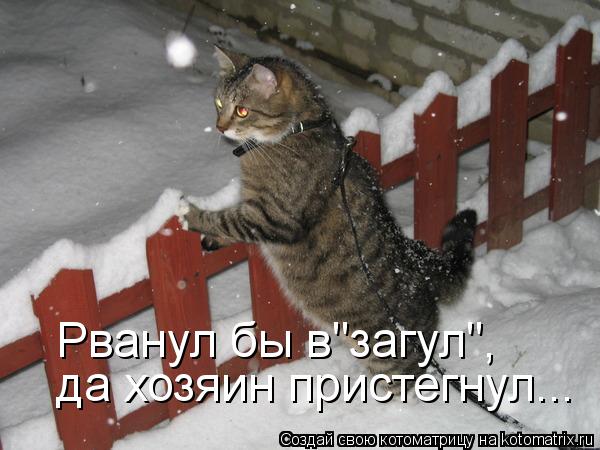 Рванул бы в"загул", да хозяин пристегнул...... Котоматрица: Рванул бы в"загул", да хозяин пристегнул...