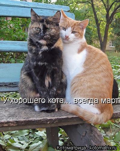 У хорошего кота... всегда март!... Котоматрица: У хорошего кота... всегда март!