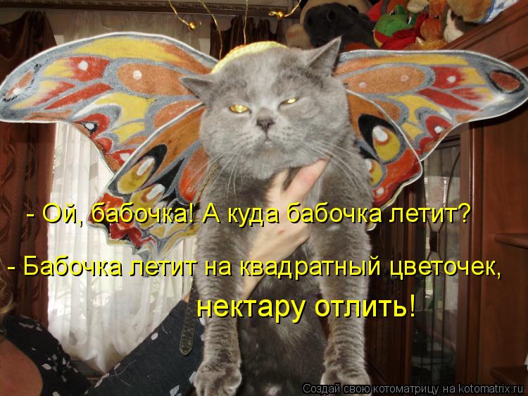 - Ой, бабочка! А куда бабочка летит? - Бабочка летит на квадратный цветочек, нектару отлить!... Котоматрица: - Ой, бабочка! А куда бабочка летит? - Бабочка летит на квадратный цветочек, нектару отлить!