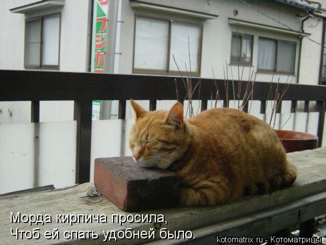 Котоматрица: Морда кирпича просила, Чтоб ей спать удобней было.