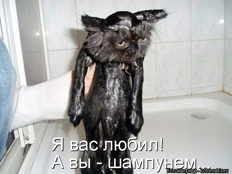 Я вас любил! А вы - шампунем...... Котоматрица: Я вас любил! А вы - шампунем...