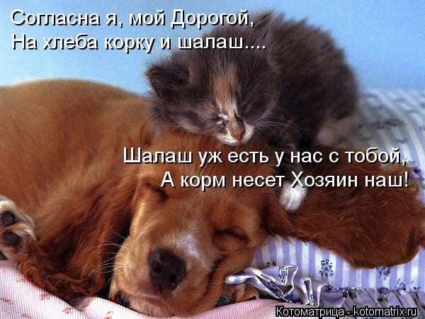 Согласна я, мой Дорогой, На хлеба корку и шалаш.... Шалаш уж есть у нас с тобой, А корм несет Хозяин ... Котоматрица: Согласна я, мой Дорогой, На хлеба корку и шалаш.... Шалаш уж есть у нас с тобой, А корм несет Хозяин наш!