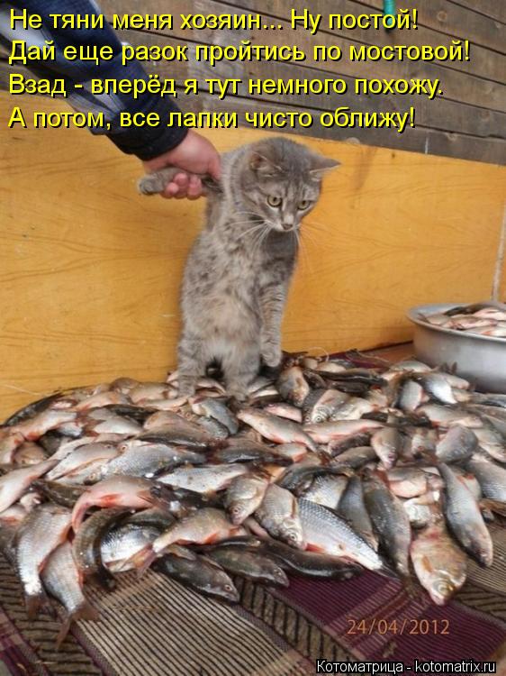 Котоматрица: Не тяни меня хозяин... Ну постой!  Дай еще разок пройтись по мостовой! Взад - вперёд я тут немного похожу. А потом, все лапки чисто оближу!