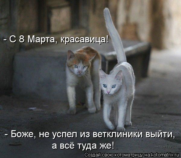 Котоматрица: - С 8 Марта, красавица! - Боже, не успел из ветклиники выйти,  а всё туда же!