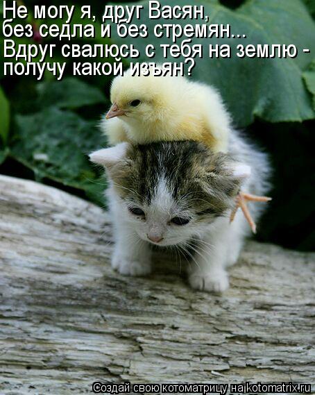 Котоматрица: Вдруг свалюсь с тебя на землю - получу какой изъян? без седла и без стремян... Не могу я, друг Васян,
