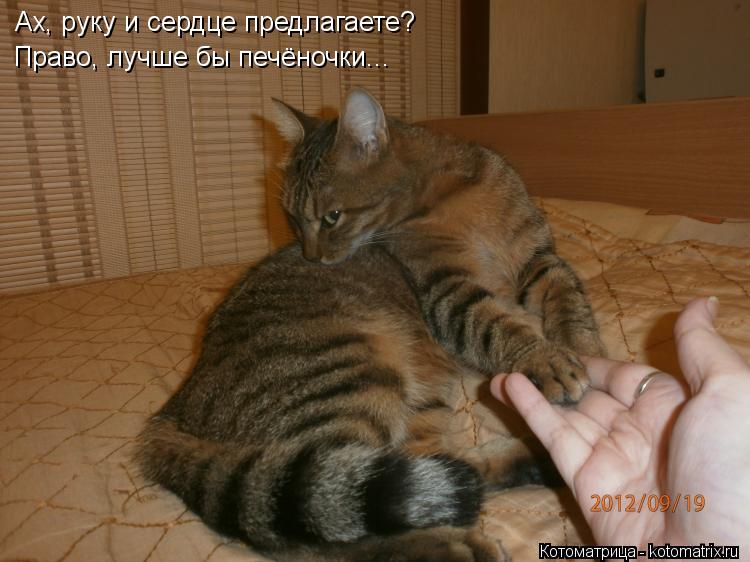 Ах, руку и сердце предлагаете? Право, лучше бы печёночки...... Котоматрица: Ах, руку и сердце предлагаете? Право, лучше бы печёночки...