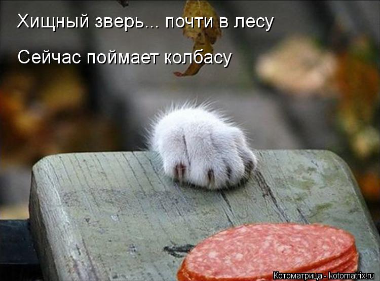 Сейчас поймает колбасу Хищный зверь... почти в лесу... Котоматрица: Сейчас поймает колбасу Хищный зверь... почти в лесу