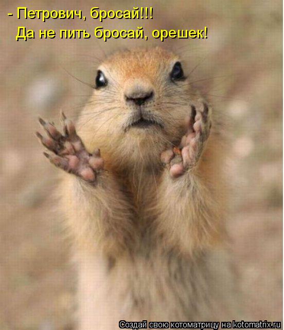 Котоматрица: - Петрович, бросай!!! Да не пить бросай, орешек!