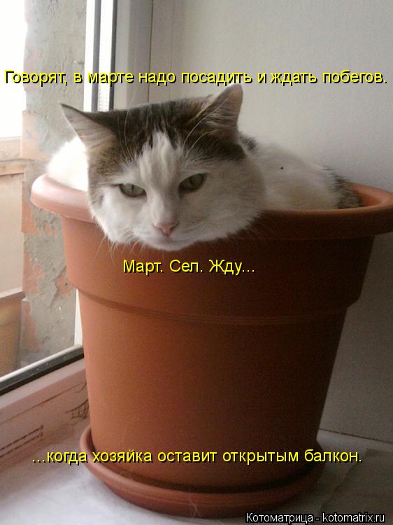 Март. Сел. Жду... Говорят, в марте надо посадить и ждать побегов. ...когда хозяйка оставит открытым б... Котоматрица: Март. Сел. Жду... Говорят, в марте надо посадить и ждать побегов. ...когда хозяйка оставит открытым балкон.