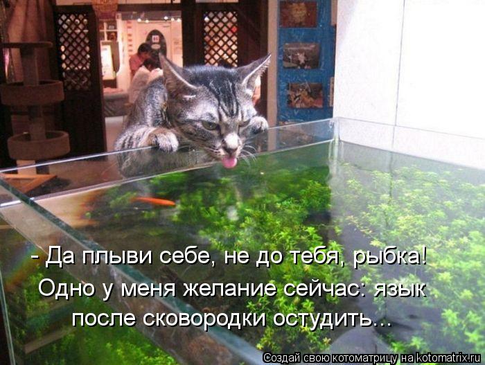Котоматрица: - Да плыви себе, не до тебя, рыбка! Одно у меня желание сейчас: язык  после сковородки остудить...