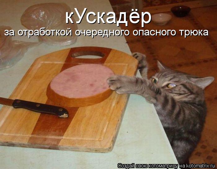 кУскадёр за отработкой очередного опасного трюка... Котоматрица: кУскадёр за отработкой очередного опасного трюка