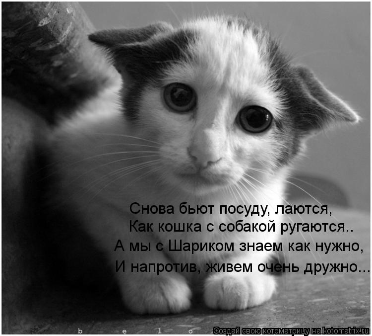 Котоматрица: Снова бьют посуду, лаются, Как кошка с собакой ругаются.. А мы с Шариком знаем как нужно, И напротив, живем очень дружно...