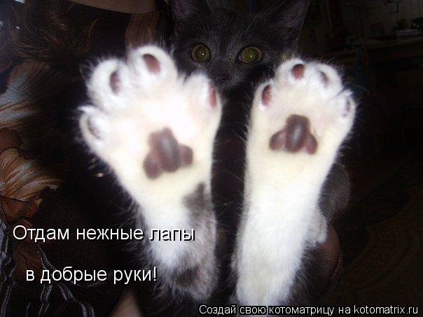 Отдам нежные лапы в добрые руки!... Котоматрица: Отдам нежные лапы в добрые руки!