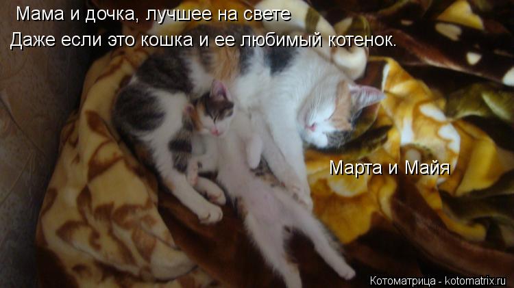 Котоматрица: Мама и дочка, лучшее на свете Даже если это кошка и ее любимый котенок. Марта и Майя