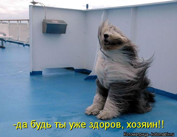 Котоматрица: -да будь ты уже здоров, хозяин!!