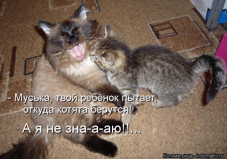 - Муська, твой ребёнок пытает, откуда котята берутся! А я не зна-а-аю!!...... Котоматрица: - Муська, твой ребёнок пытает, откуда котята берутся! А я не зна-а-аю!!...