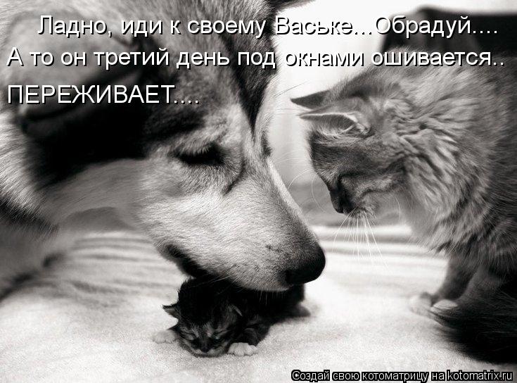 Котоматрица: Ладно, иди к своему Ваське...Обрадуй.... А то он третий день под окнами ошивается.. ПЕРЕЖИВАЕТ....