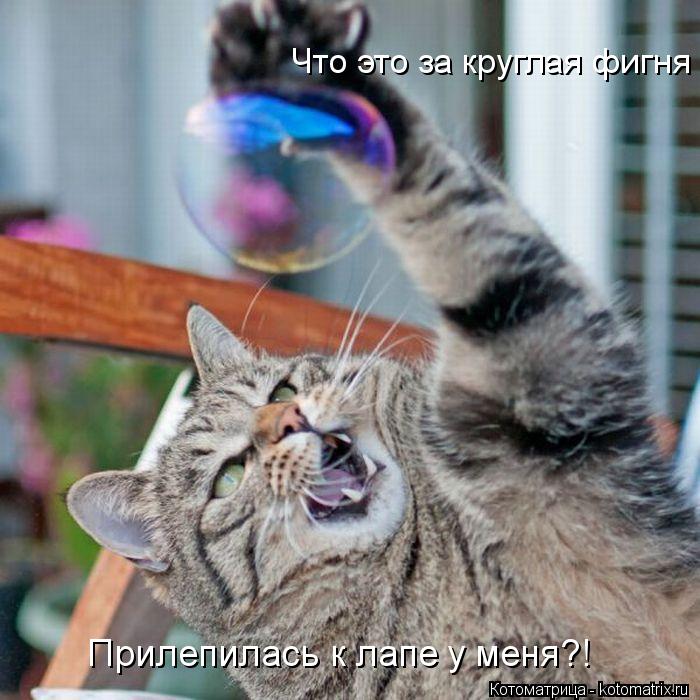 Что это за круглая фигня Прилепилась к лапе у меня?!... Котоматрица: Что это за круглая фигня Прилепилась к лапе у меня?!