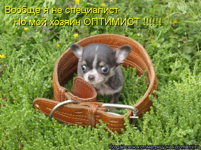 Котоматрица: Вообще я не специалист Но мой хозяин ОПТИМИСТ !!!!!!
