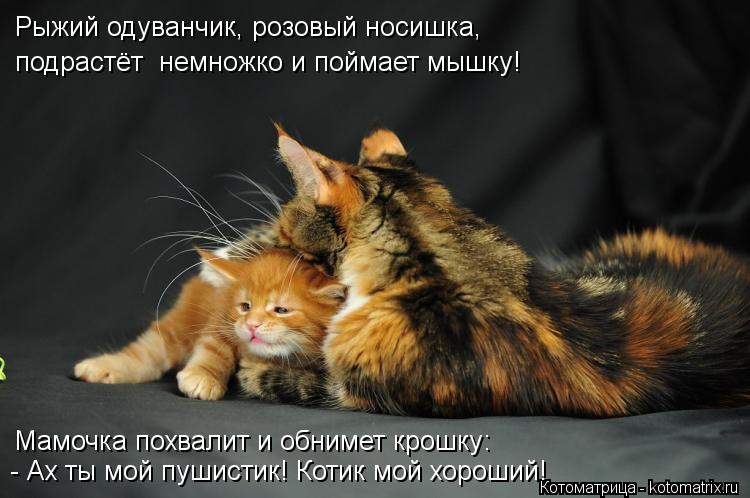 Котоматрица: Рыжий одуванчик, розовый носишка, подрастёт  немножко и поймает мышку! Мамочка похвалит и обнимет крошку: - Ах ты мой пушистик! Котик мой хор