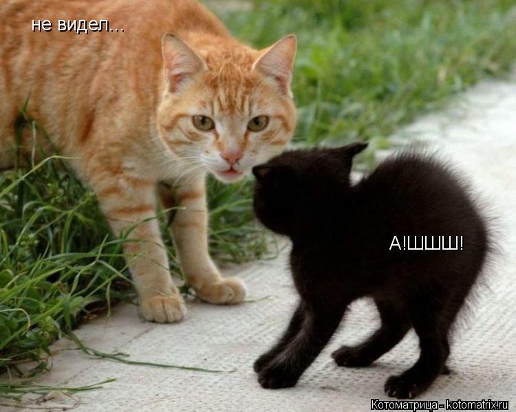 Котоматрица: не видел... А!ШШШ!