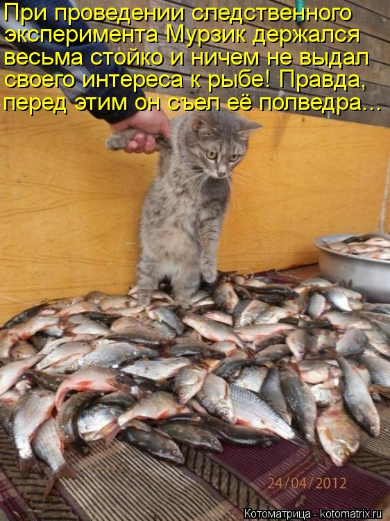 Котоматрица: При проведении следственного  эксперимента Мурзик держался  весьма стойко и ничем не выдал  своего интереса к рыбе! Правда,  перед этим он с