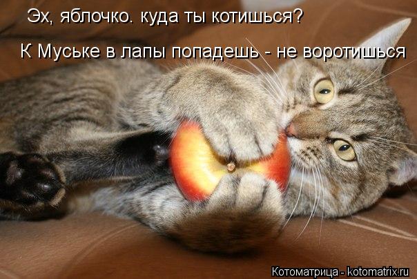 http://kotomatrix.ru/images/lolz/2012/10/02/kotomatritsa_yXv.jpg