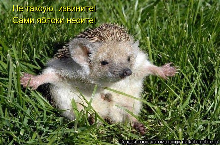 Не таксую, извините! Сами яблоки несите!... Котоматрица: Не таксую, извините! Сами яблоки несите!