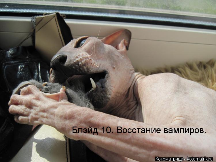Блэйд 10. Восстание вампиров.... Котоматрица: Блэйд 10. Восстание вампиров.