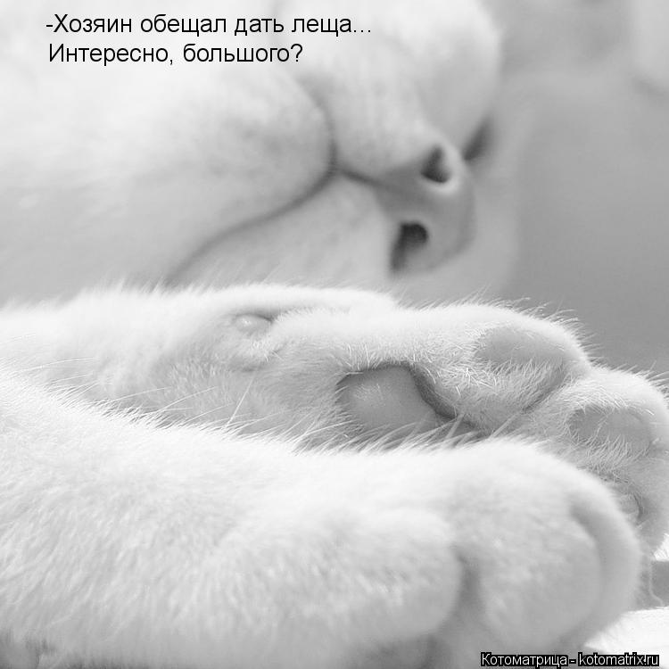 Котоматрица: -Хозяин обещал дать леща... Интересно, большого?