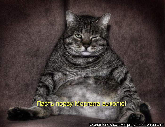 Пасть порву!Моргала выколю!... Котоматрица: Пасть порву!Моргала выколю!