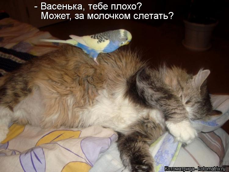 Котоматрица: - Васенька, тебе плохо? Может, за молочком слетать?
