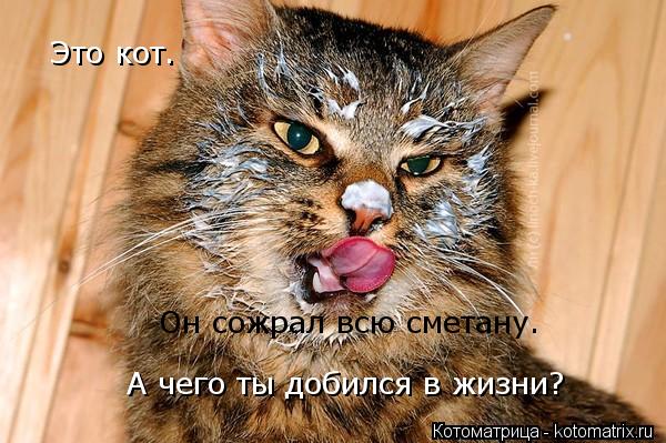 Котенок в сметане