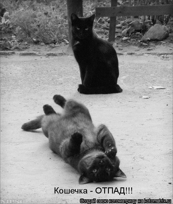 Кошечка - ОТПАД!!!... Котоматрица: Кошечка - ОТПАД!!!