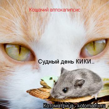 Кошачий аппокалипсис Судный день КИКИ..... Котоматрица: Кошачий аппокалипсис Судный день КИКИ..