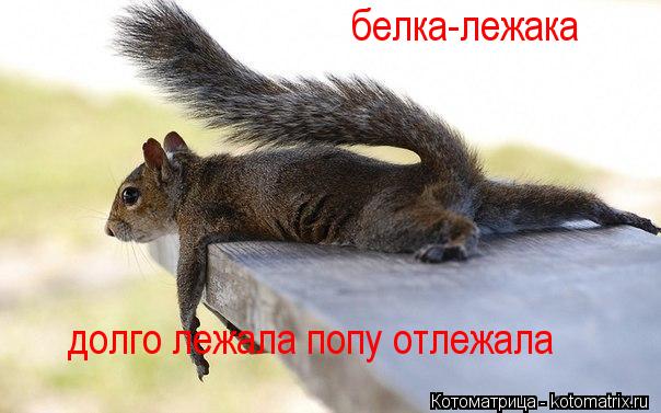 белка-лежака долго лежала попу отлежала... Котоматрица: белка-лежака долго лежала попу отлежала